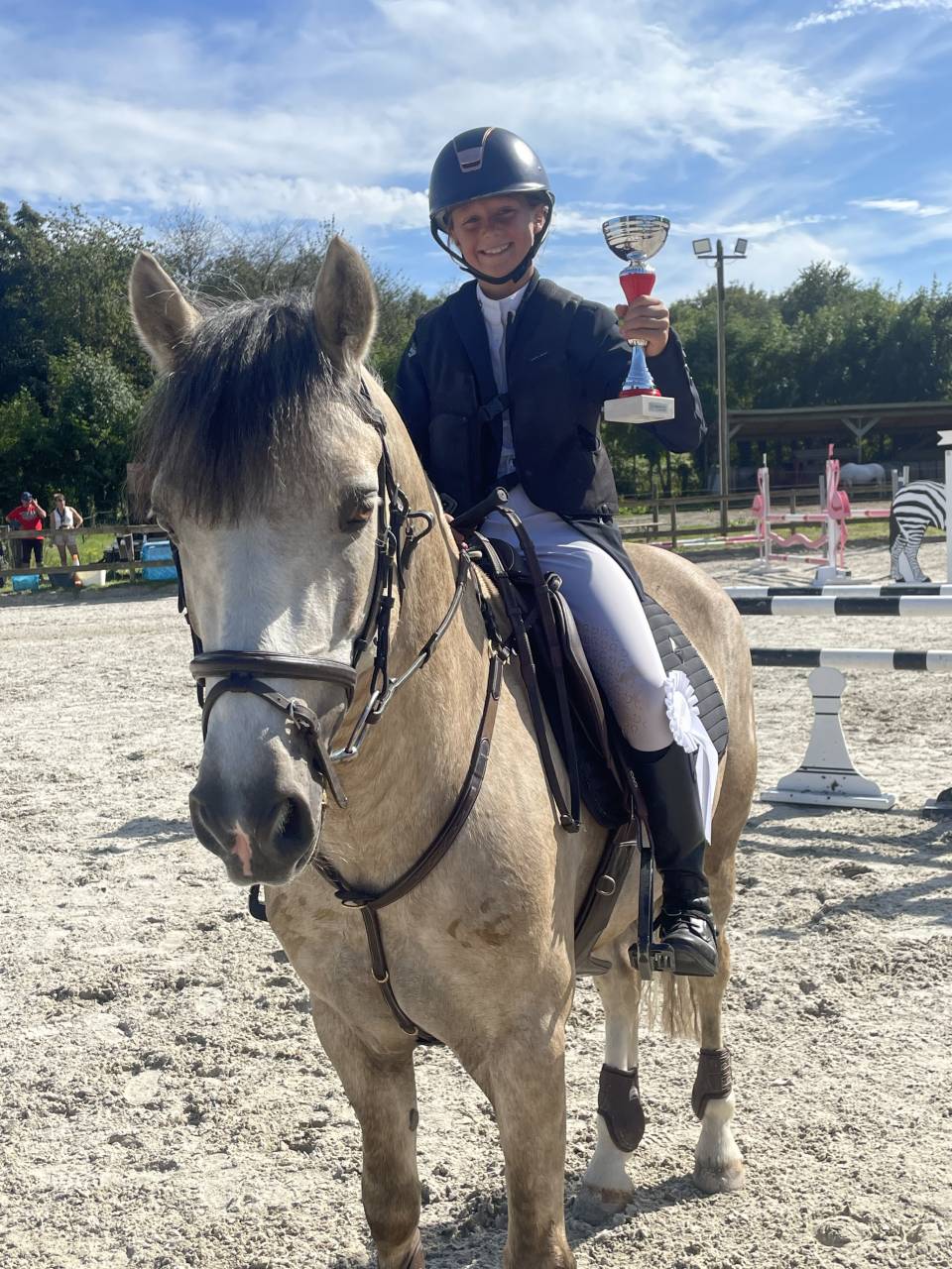 Semental Connemara En venta 2017 Palomino