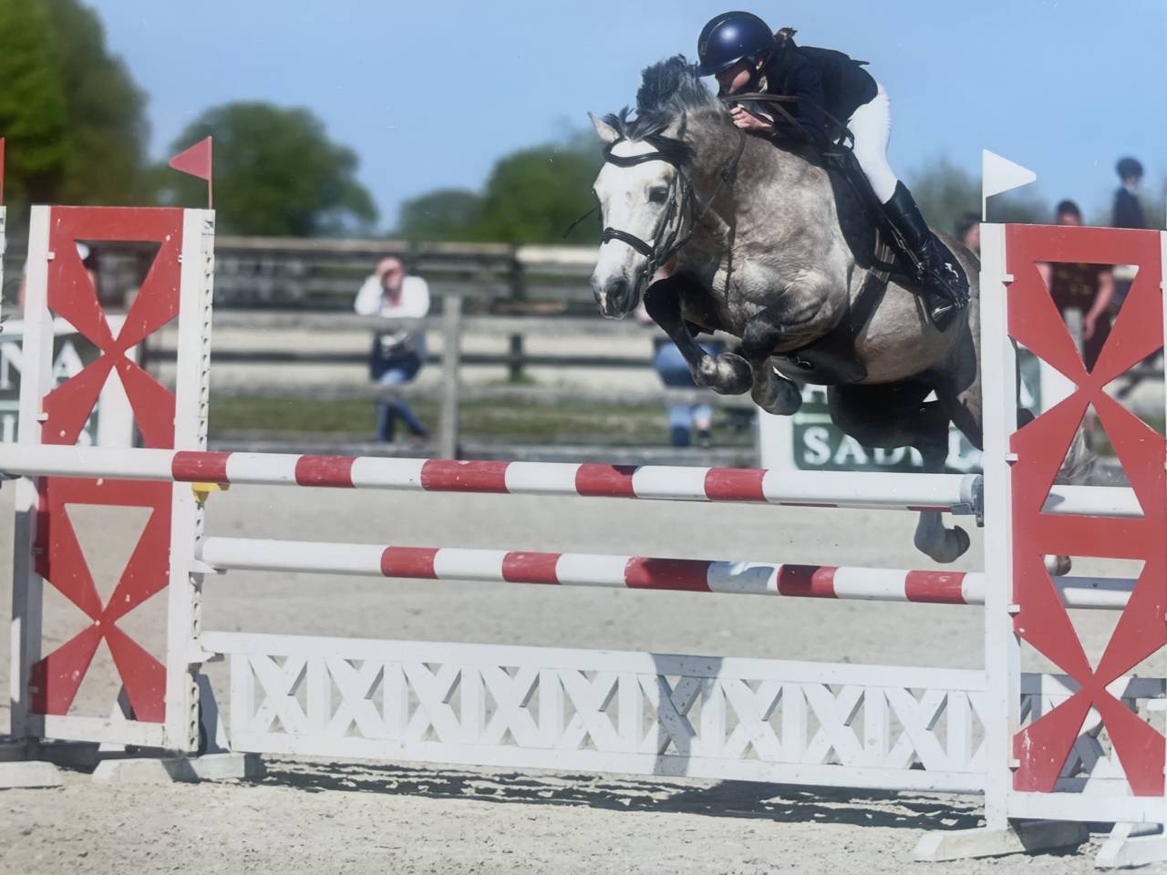 Semental Connemara En venta 2017 Palomino