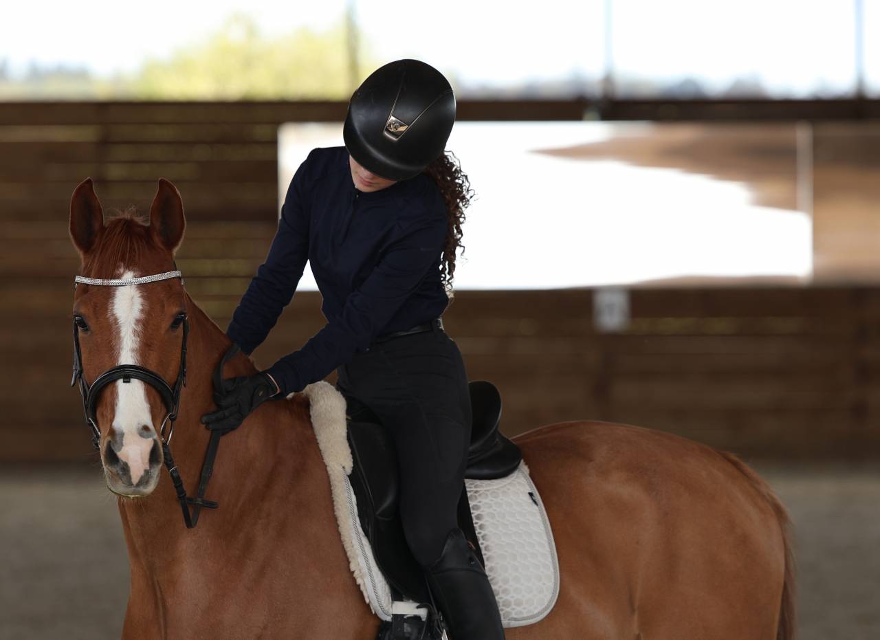 Caballo castrado Dutch Riding Pony En venta 2017 Alaz&aacute;n por Cosmopolitain D