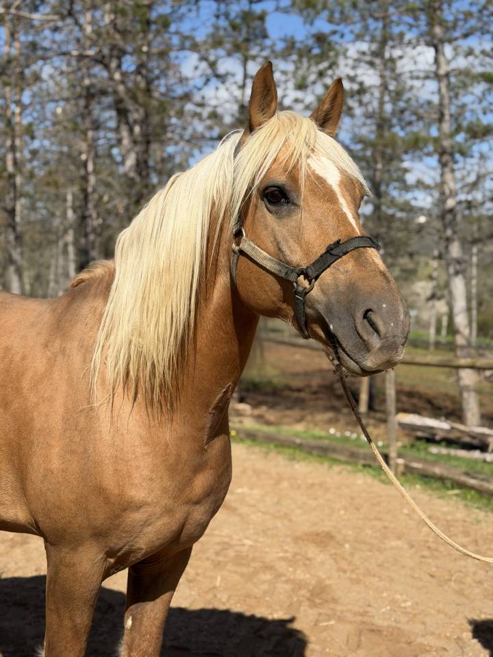 Caballo entero Arabe Barbe En venta 2017 Palomino