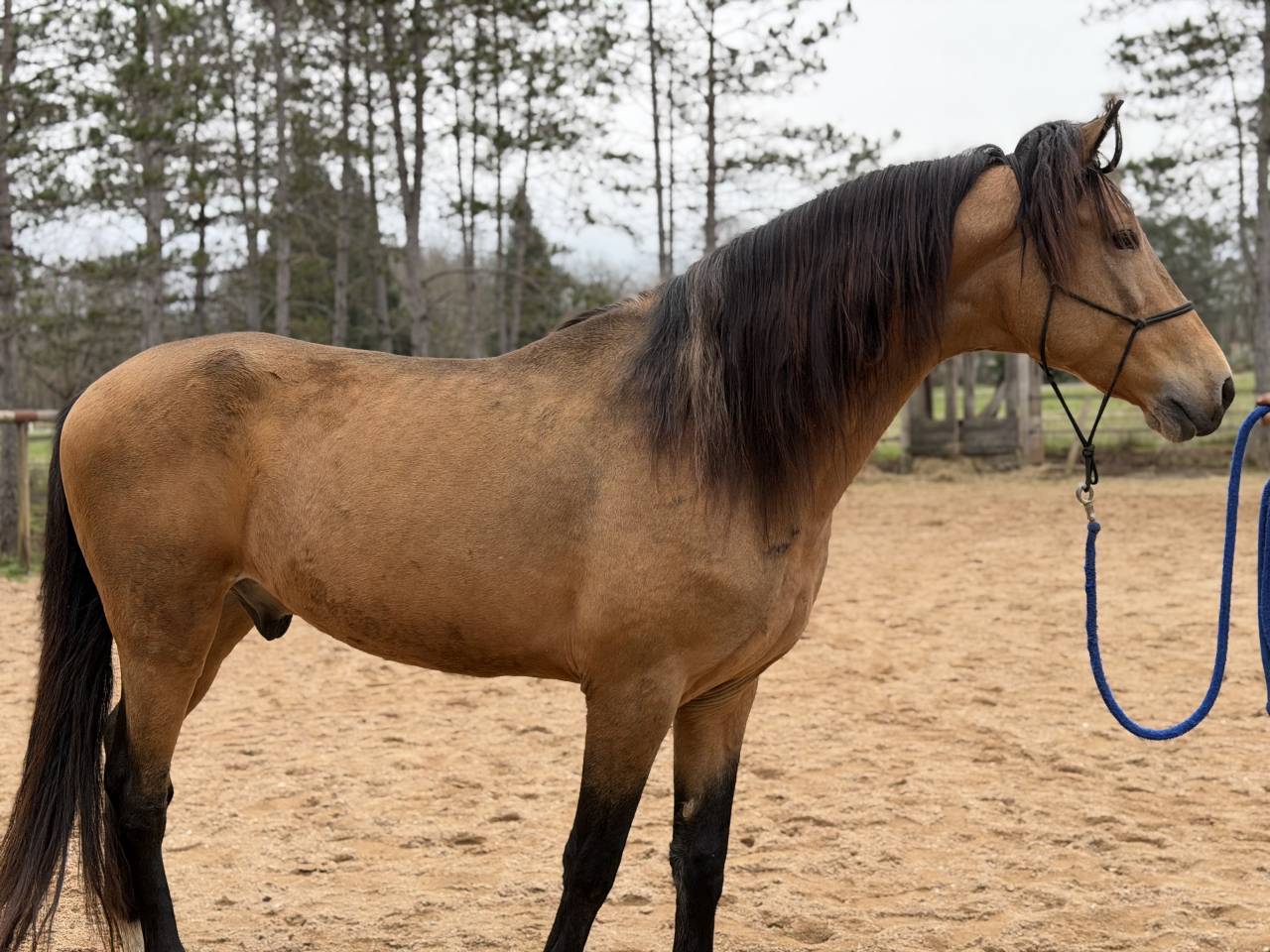 Caballo castrado Arabe Barbe En venta 2020 Isabelo