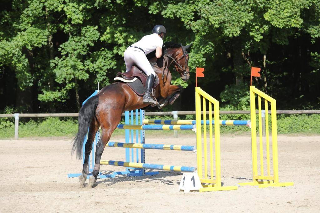 Caballo castrado Silla Franc&eacute;s En venta 2014 Bayo moreno