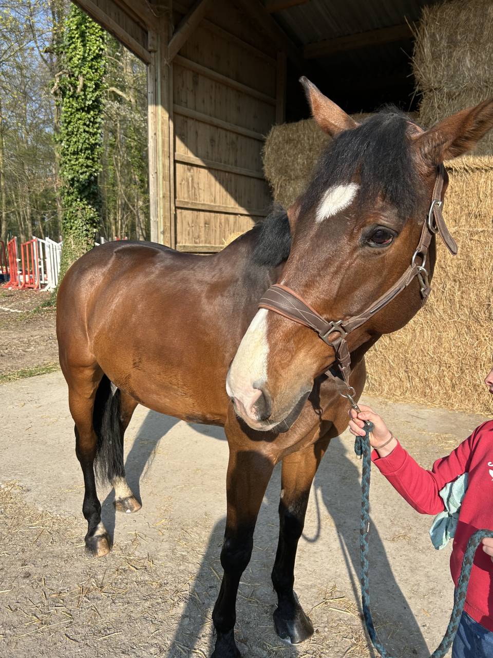 Caballo castrado Silla Franc&eacute;s En venta 2014 Bayo moreno