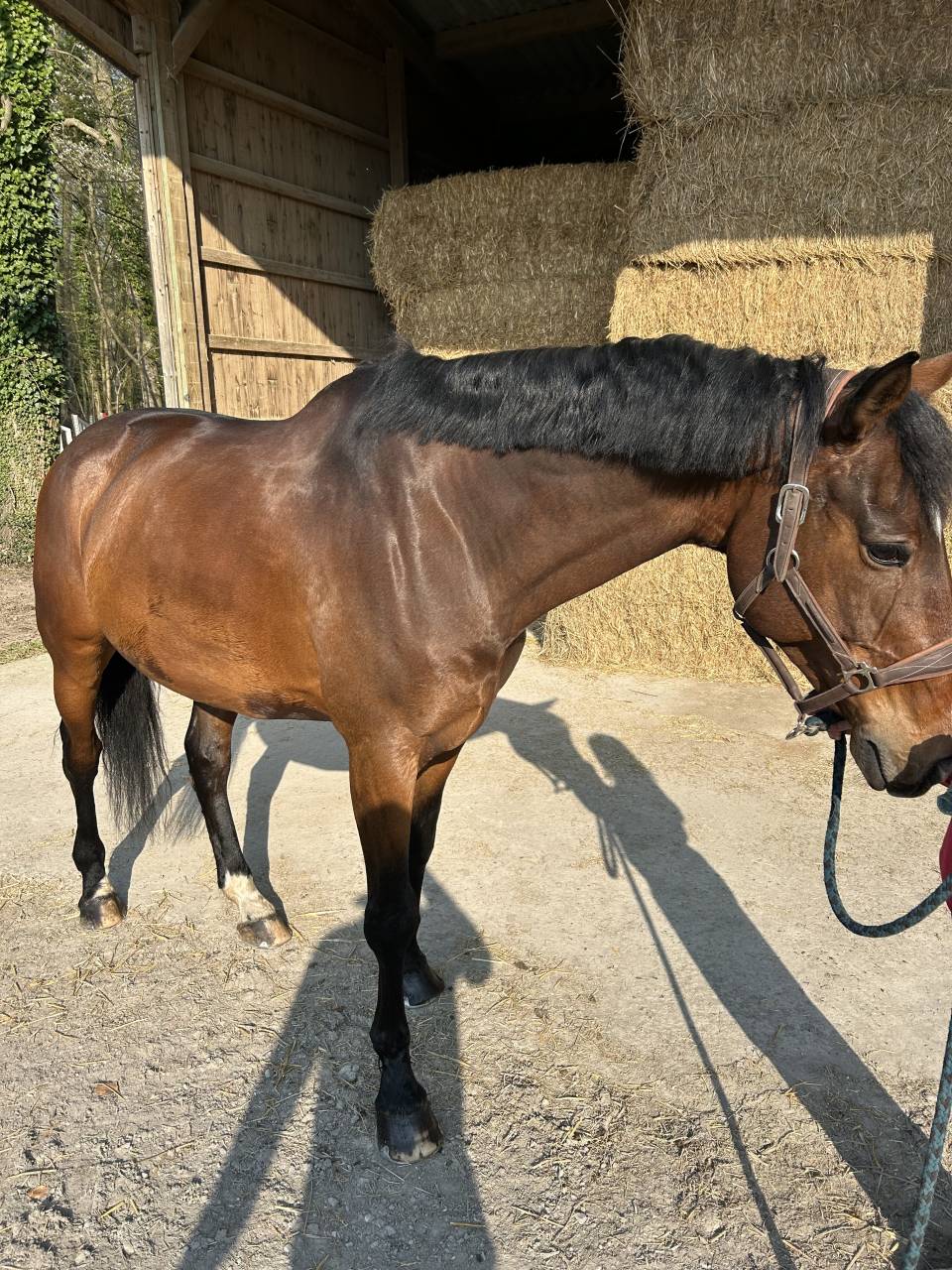 Caballo castrado Silla Franc&eacute;s En venta 2014 Bayo moreno