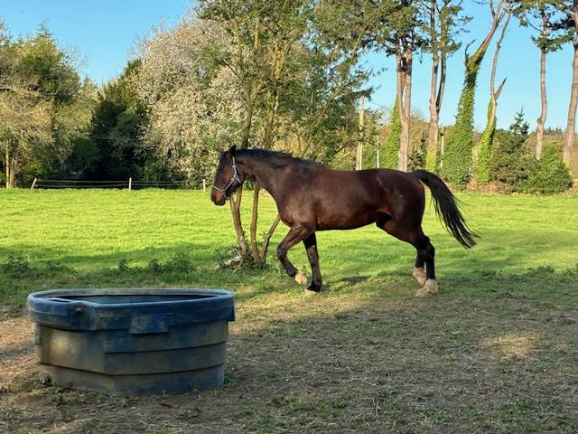 Yegua Silla Franc&eacute;s En venta 2016 Bayo moreno por CONTENDRO I