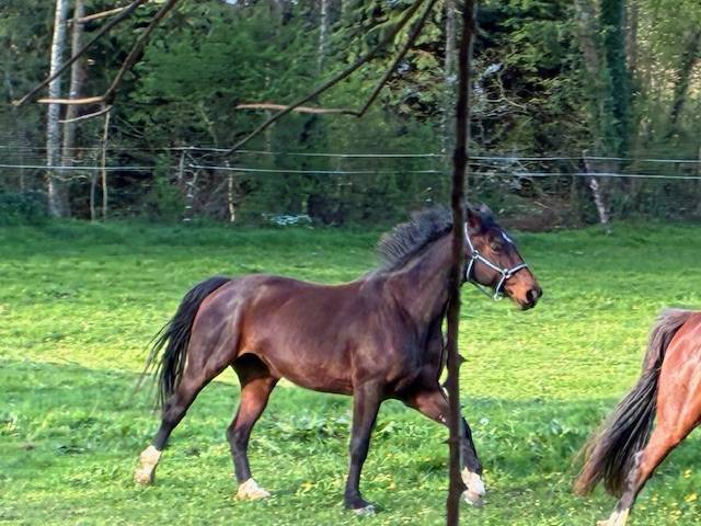 Yegua Silla Franc&eacute;s En venta 2016 Bayo moreno por CONTENDRO I