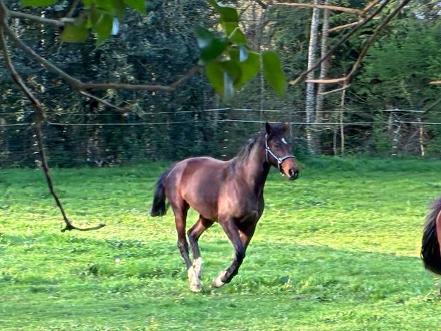 Yegua Silla Franc&eacute;s En venta 2016 Bayo moreno por CONTENDRO I