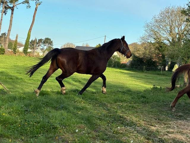 Yegua Silla Franc&eacute;s En venta 2016 Bayo moreno por CONTENDRO I