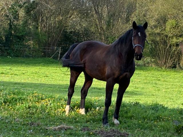 Yegua Silla Franc&eacute;s En venta 2016 Bayo moreno por CONTENDRO I