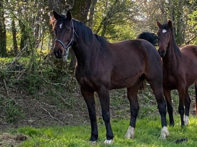 Yegua Silla Franc&eacute;s En venta 2016 Bayo moreno por CONTENDRO I