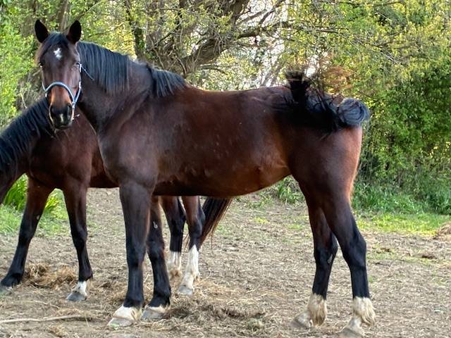 Yegua Silla Franc&eacute;s En venta 2016 Bayo moreno por CONTENDRO I