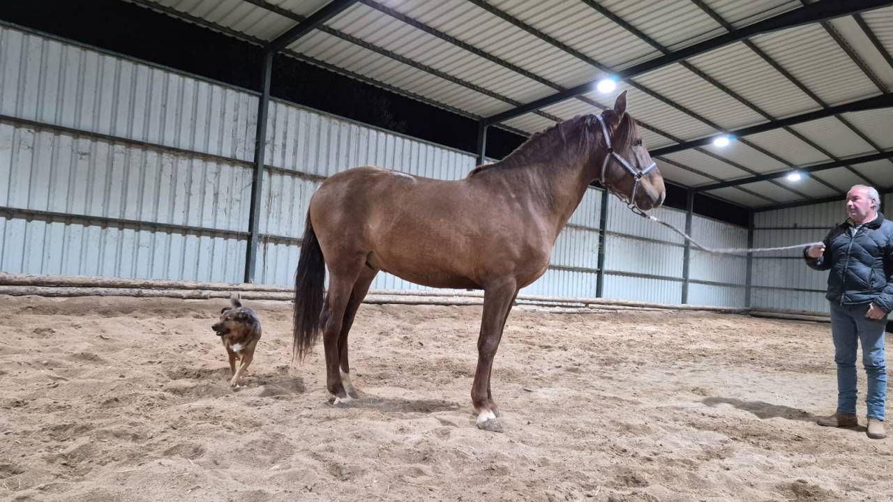 Vendo potro alaz&aacute;n tostado 