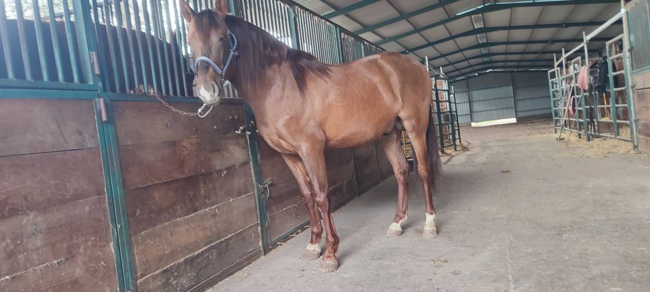 Vendo potro alaz&aacute;n tostado 