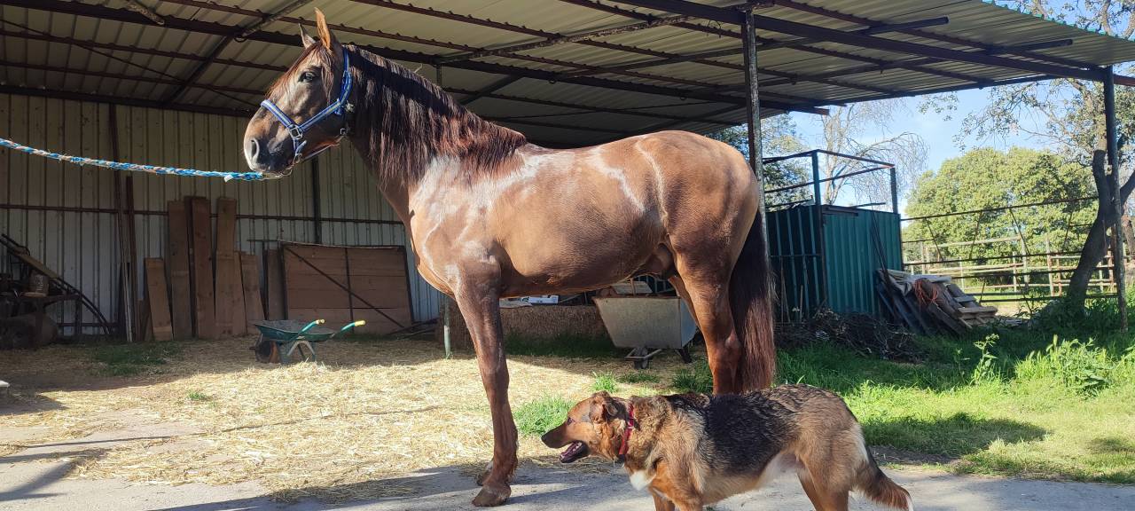 Vendo potro alaz&aacute;n tostado 