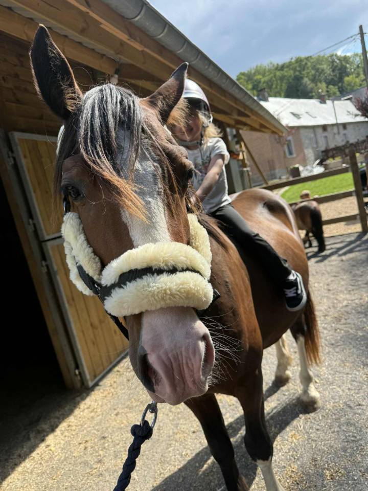 Semental Otra Raza de Poni En venta 2023 Bayo moreno