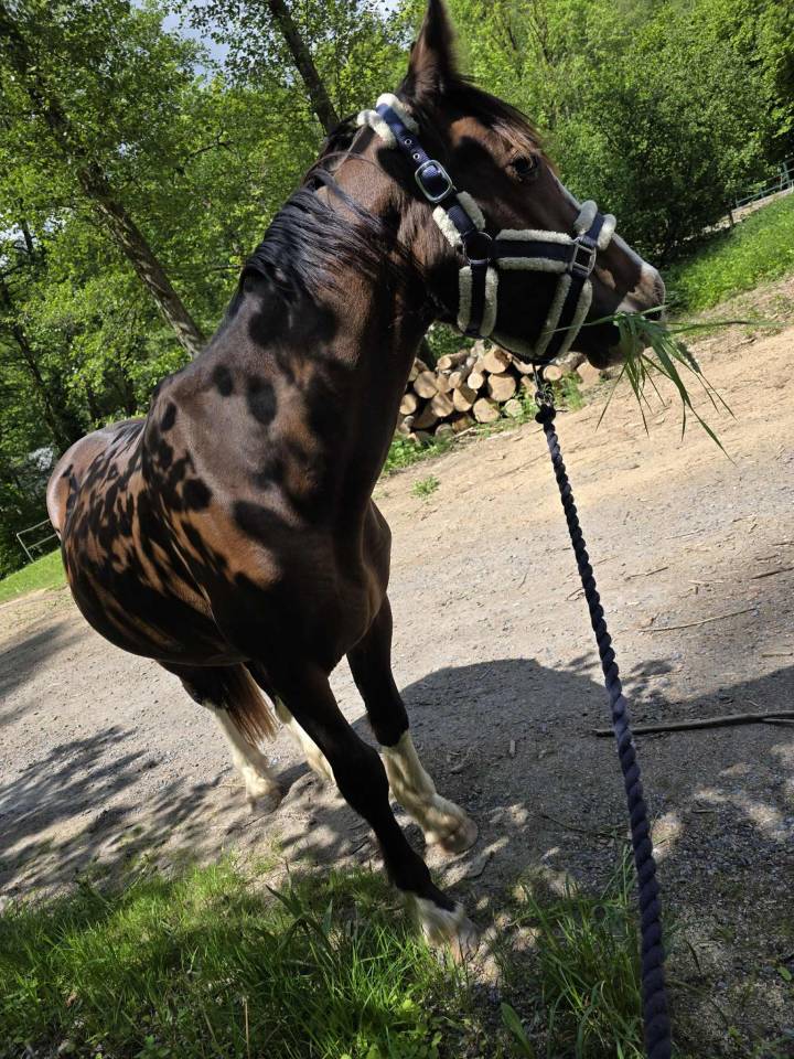 Semental Otra Raza de Poni En venta 2023 Bayo moreno