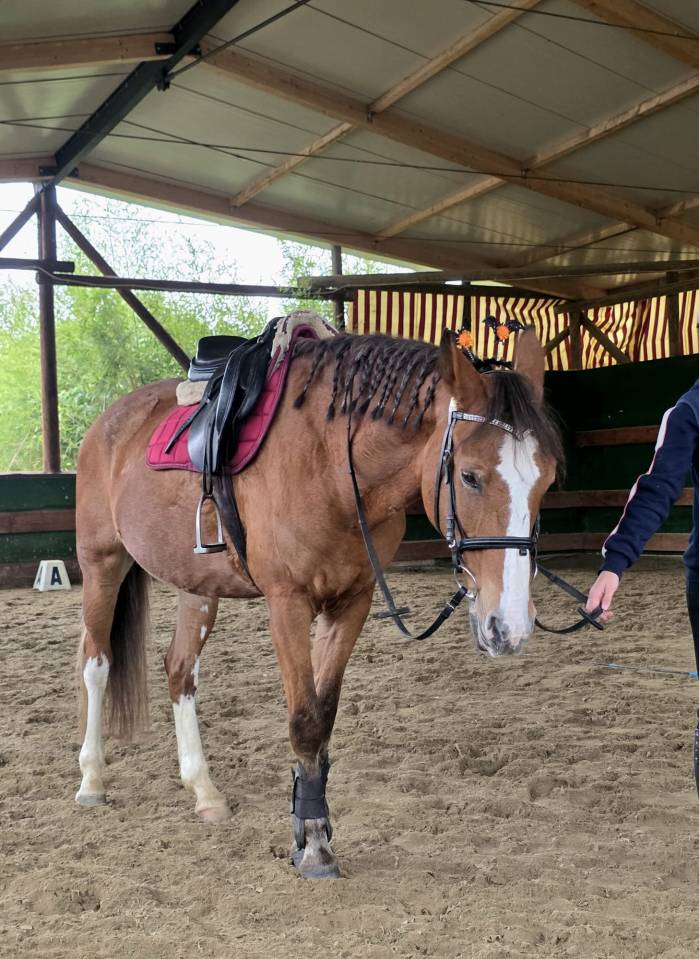 Yegua Origine Constat&eacute;e En venta 2008 Alaz&aacute;n