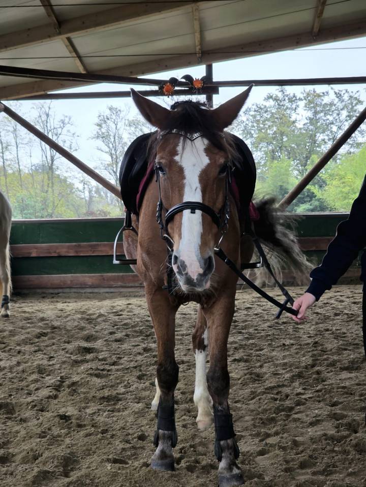 Yegua Origine Constat&eacute;e En venta 2008 Alaz&aacute;n