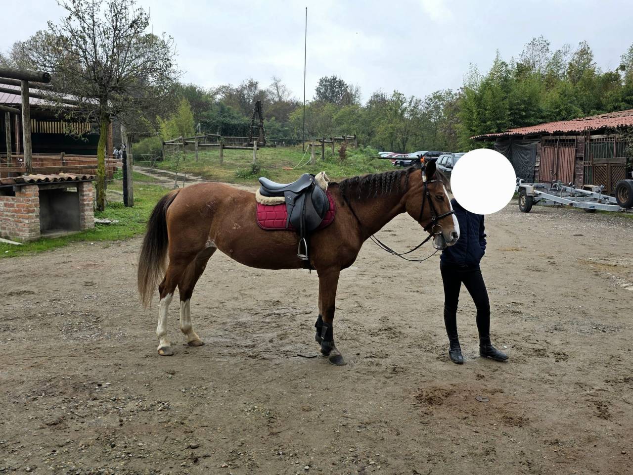 Yegua Origine Constat&eacute;e En venta 2008 Alaz&aacute;n