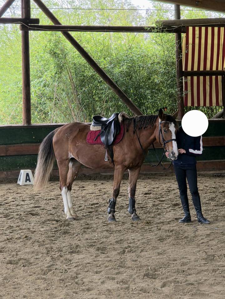 Yegua Origine Constat&eacute;e En venta 2008 Alaz&aacute;n