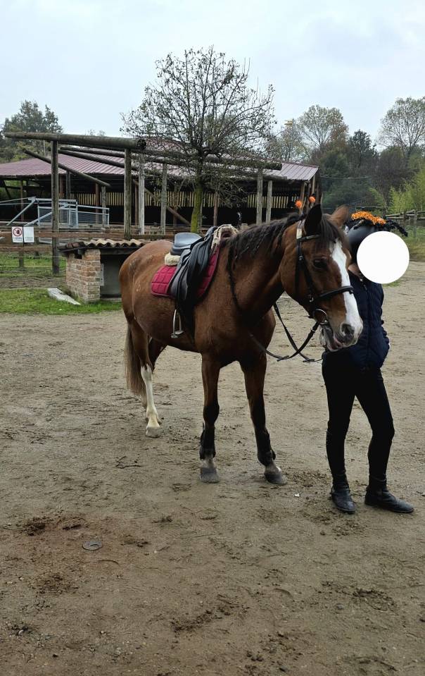 Yegua Origine Constat&eacute;e En venta 2008 Alaz&aacute;n