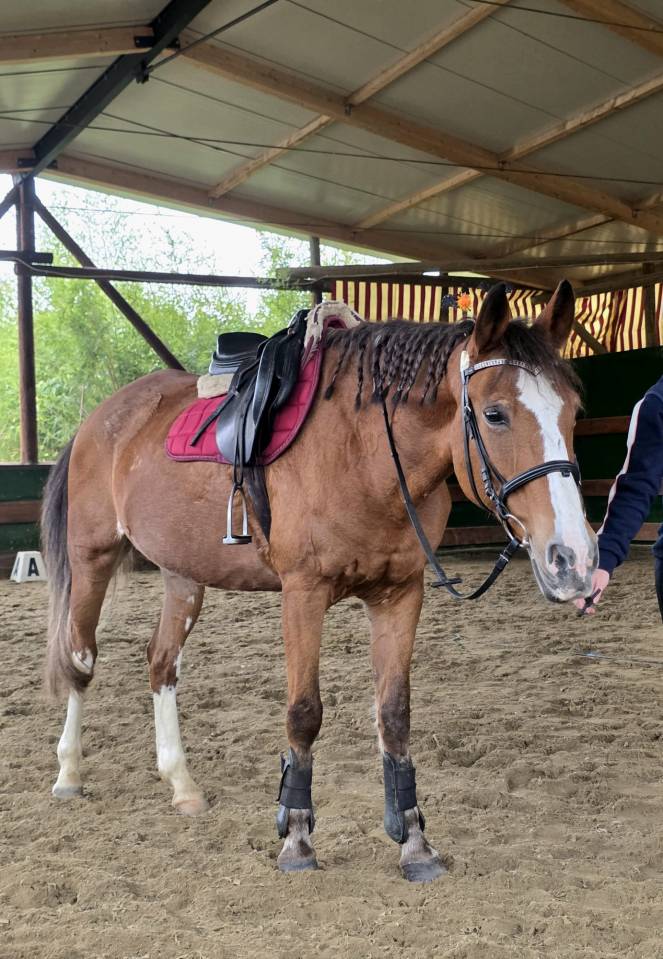 Yegua Origine Constat&eacute;e En venta 2008 Alaz&aacute;n