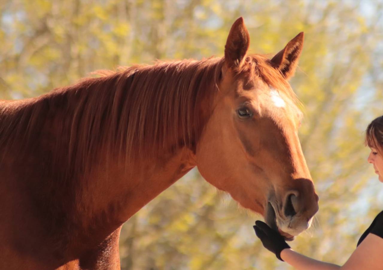 Yegua Silla Franc&eacute;s En venta 2020 Alaz&aacute;n por ARGENTINUS