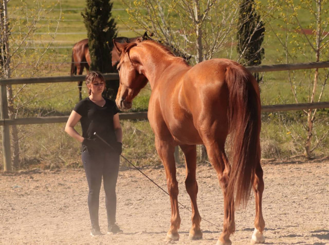 Yegua Silla Franc&eacute;s En venta 2020 Alaz&aacute;n por ARGENTINUS