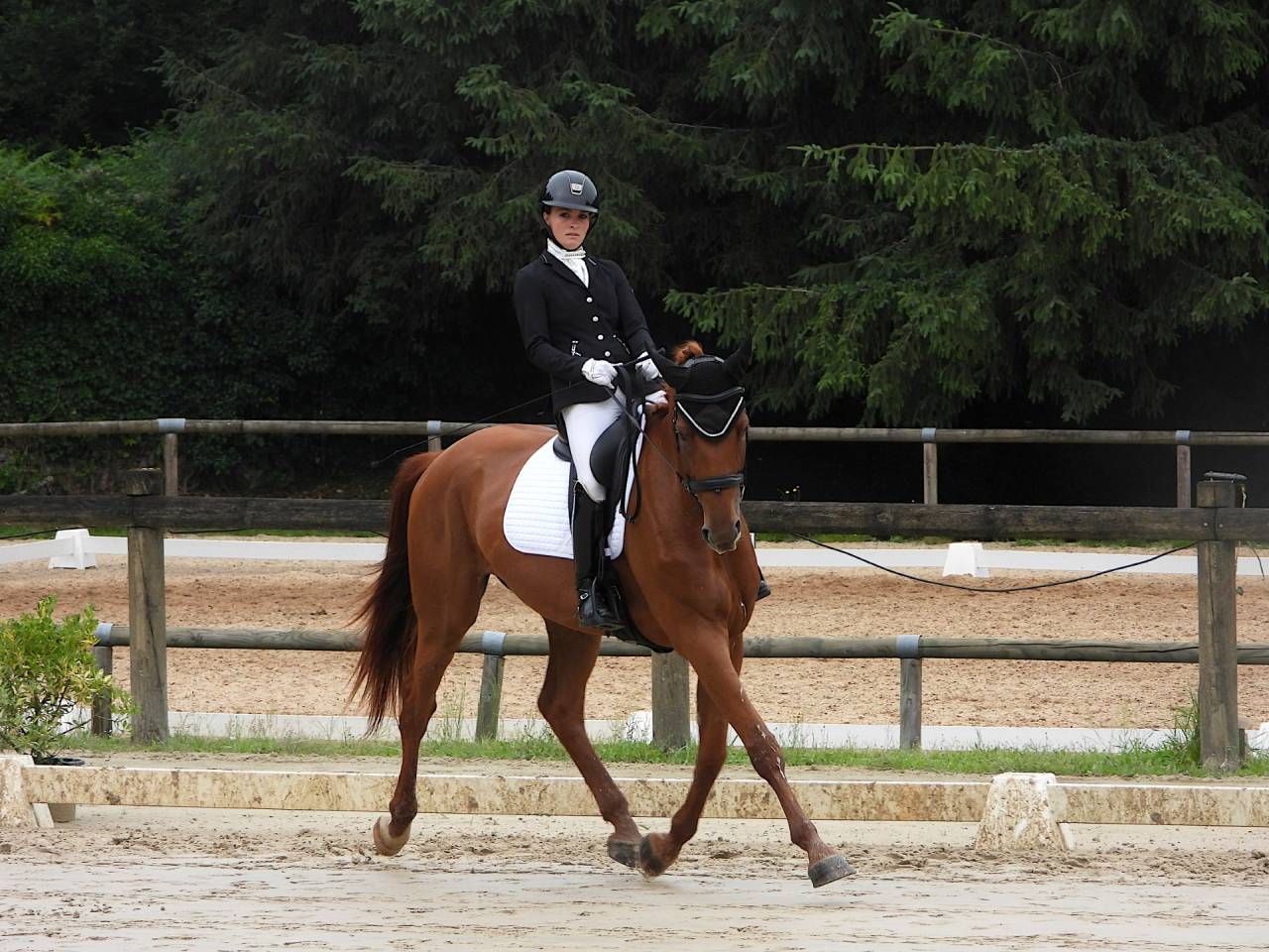 Yegua Silla Franc&eacute;s En venta 2020 Alaz&aacute;n por ARGENTINUS