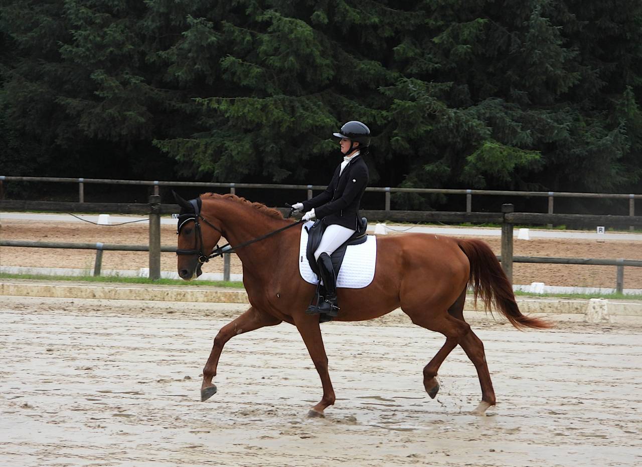 Yegua Silla Franc&eacute;s En venta 2020 Alaz&aacute;n por ARGENTINUS