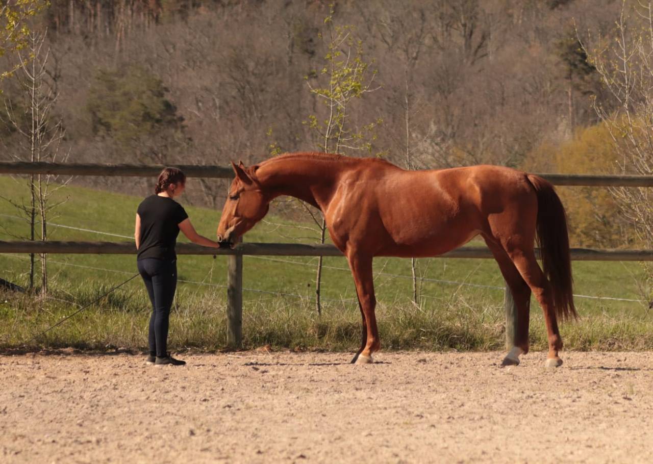 Yegua Silla Franc&eacute;s En venta 2020 Alaz&aacute;n por ARGENTINUS