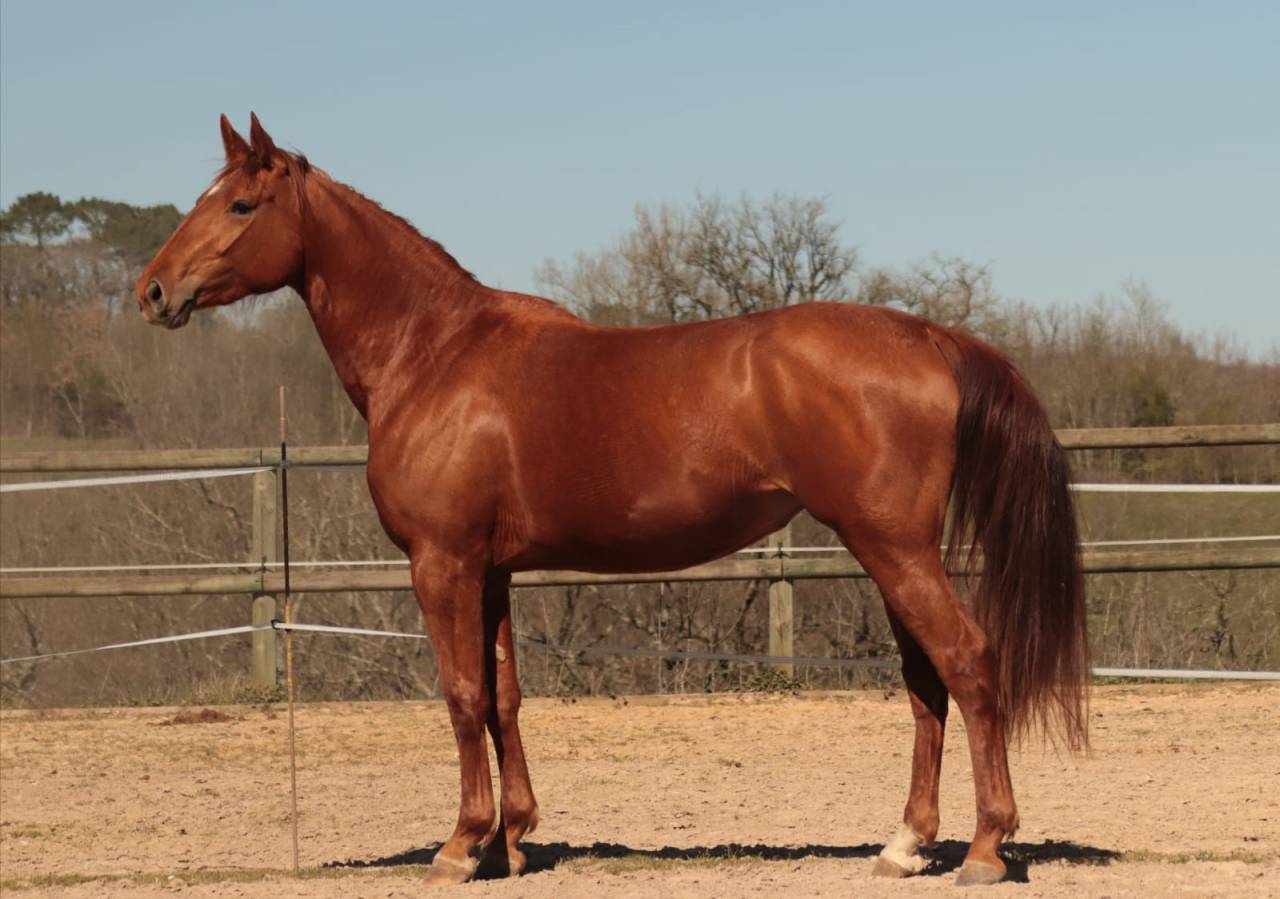 Yegua Silla Franc&eacute;s En venta 2020 Alaz&aacute;n por ARGENTINUS