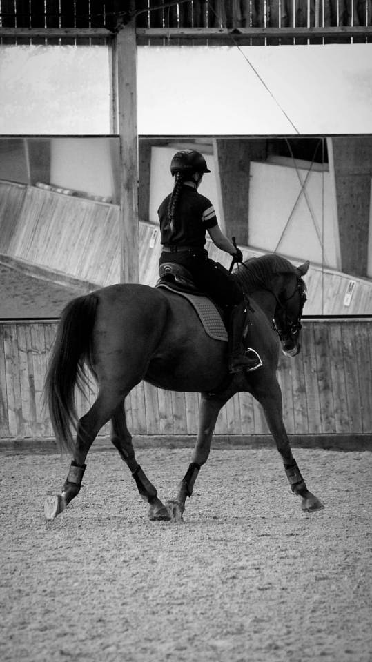 Yegua Silla Franc&eacute;s En venta 2020 Alaz&aacute;n por ARGENTINUS