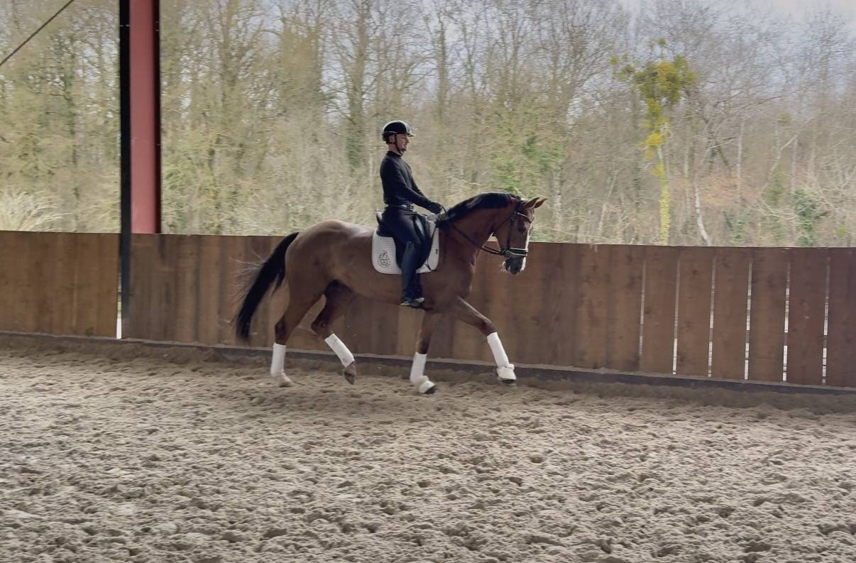 Yegua Hannoveriano En venta 2021 Alaz&aacute;n tostado por Bon Courage