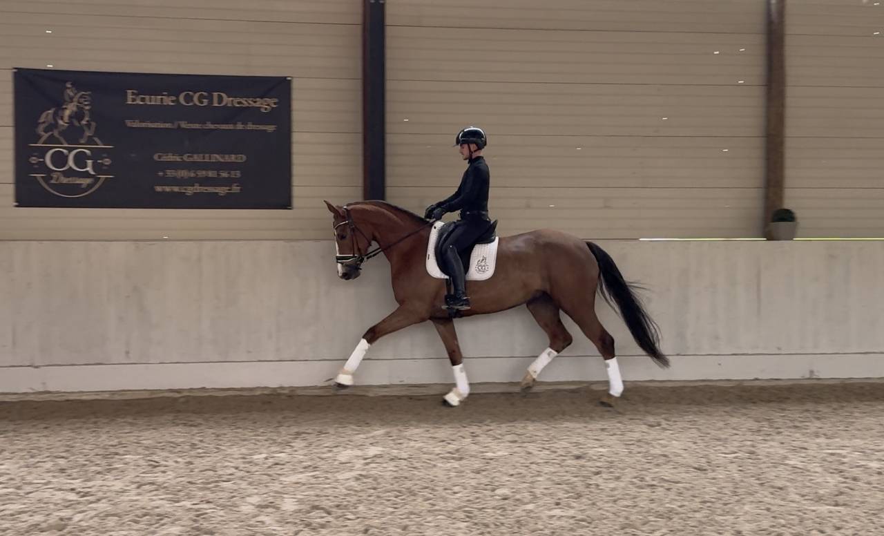 Yegua Hannoveriano En venta 2021 Alaz&aacute;n tostado por Bon Courage