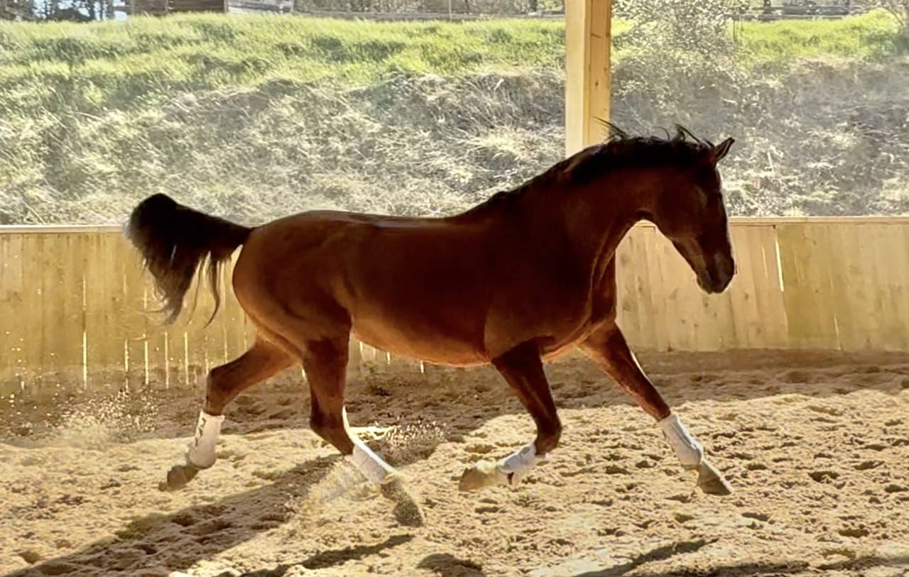 Yegua Hannoveriano En venta 2016 Alaz&aacute;n por dream of glory