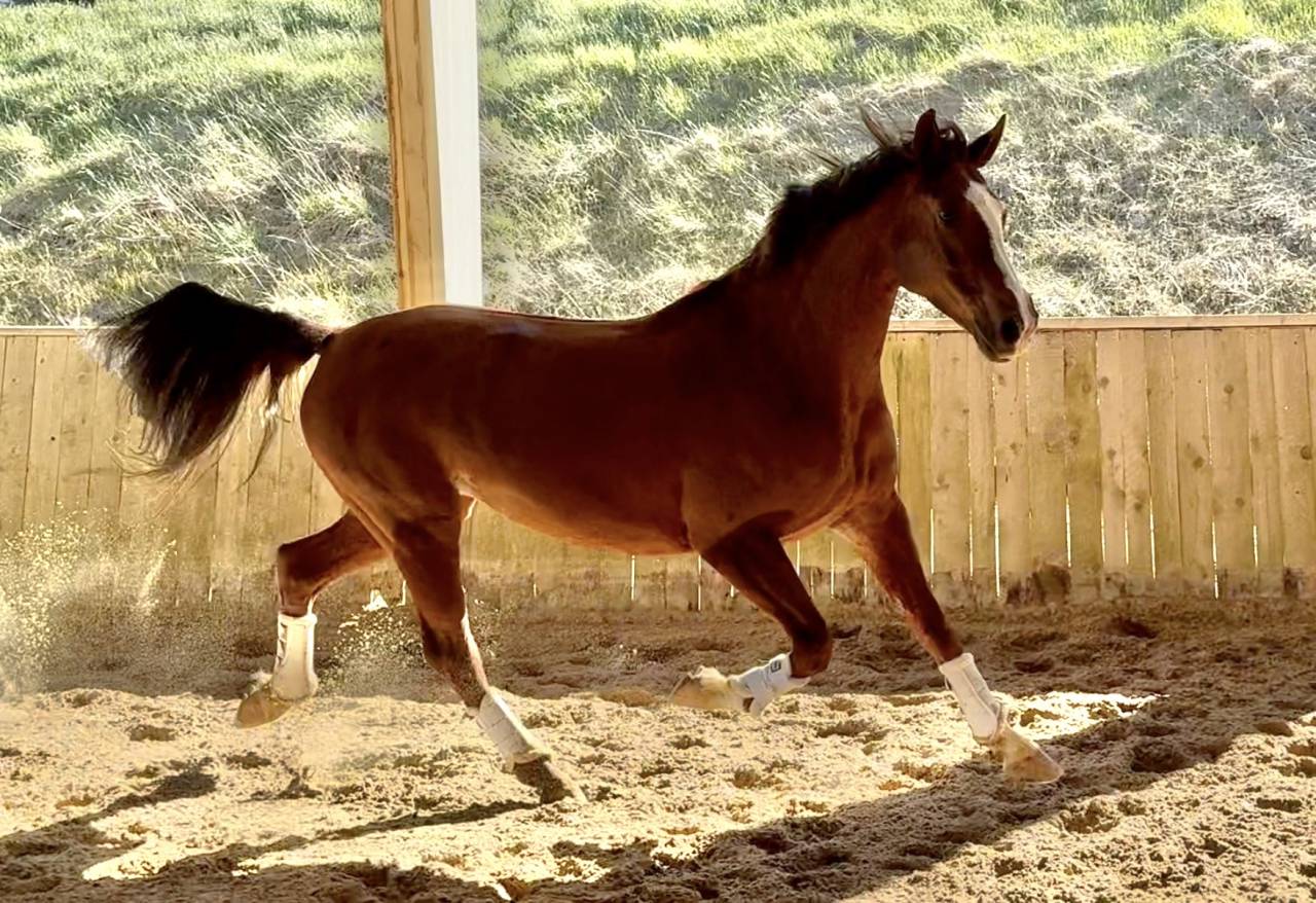 Yegua Hannoveriano En venta 2016 Alaz&aacute;n por dream of glory