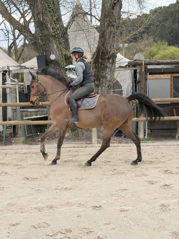 Caballo castrado Silla Franc&eacute;s En venta 2018 Bayo