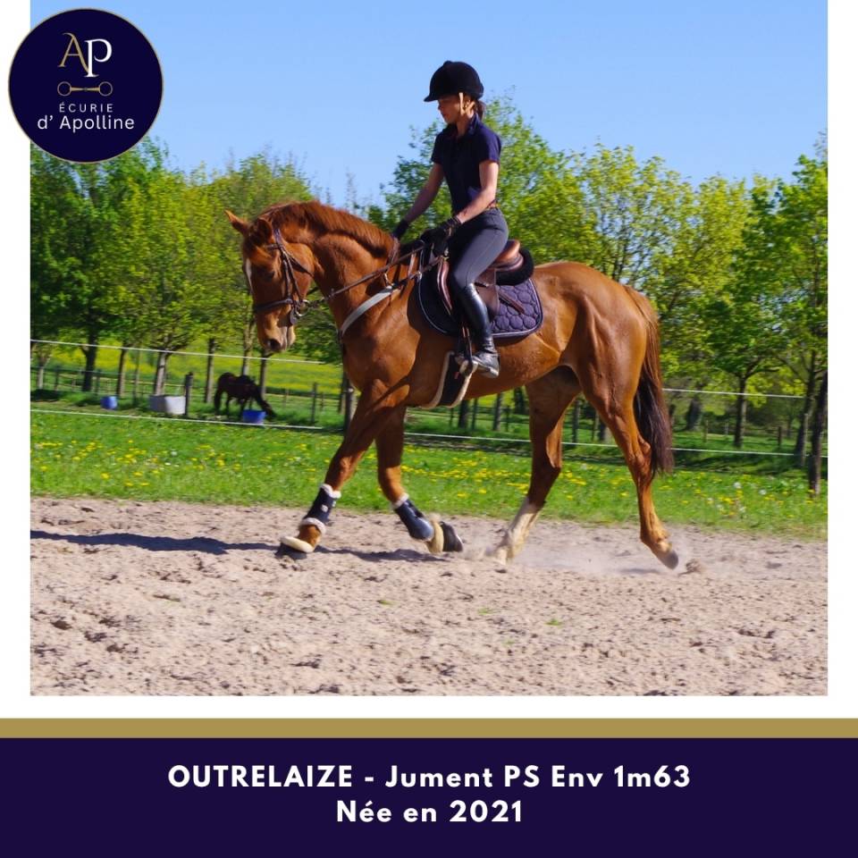 Yegua Pura Sangre En venta 2021 Alaz&aacute;n