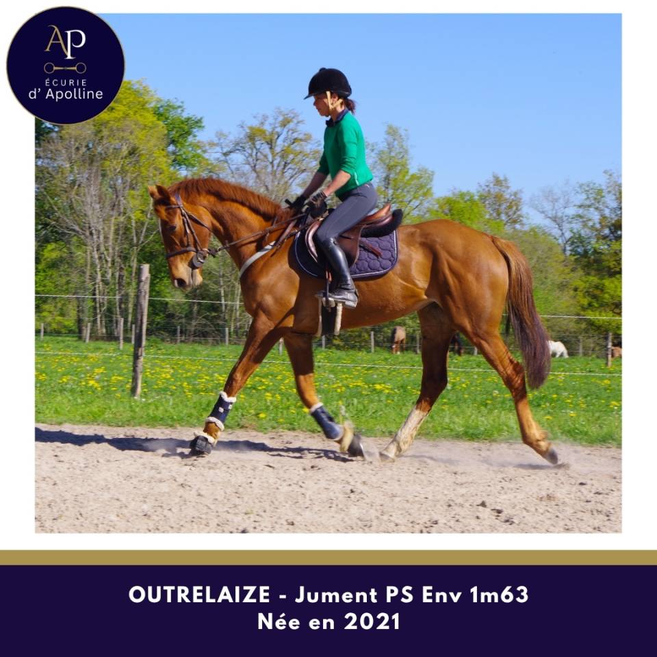 Yegua Pura Sangre En venta 2021 Alaz&aacute;n