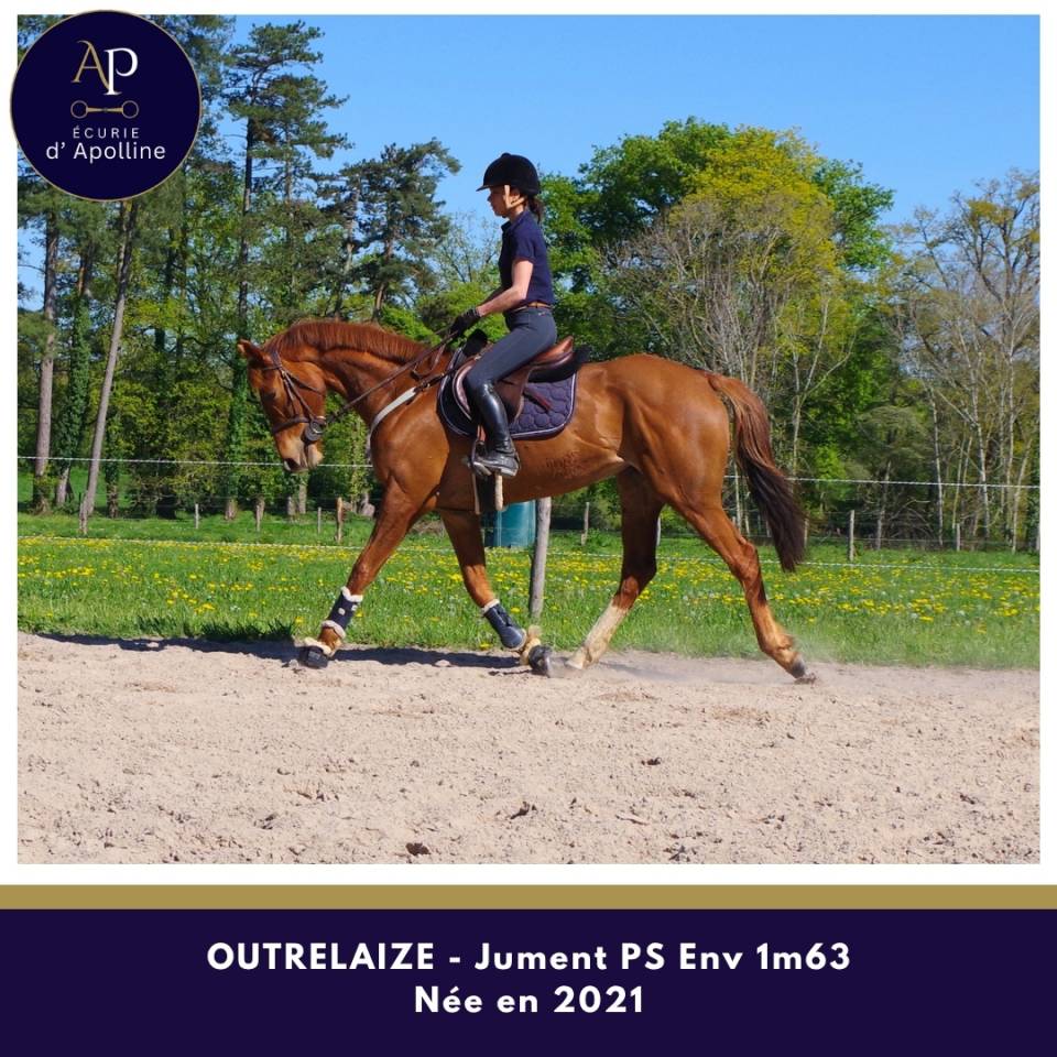 Yegua Pura Sangre En venta 2021 Alaz&aacute;n