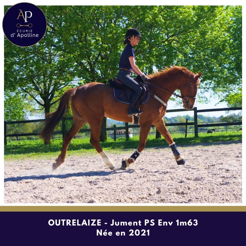 Yegua Pura Sangre En venta 2021 Alaz&aacute;n