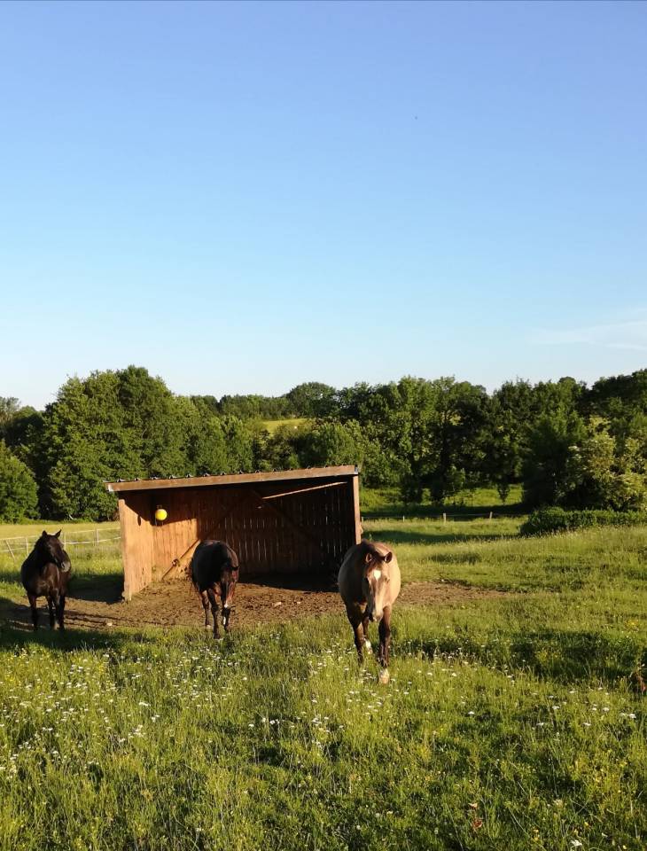Bonita residencia ecuestre En venta Deux-S&egrave;vres