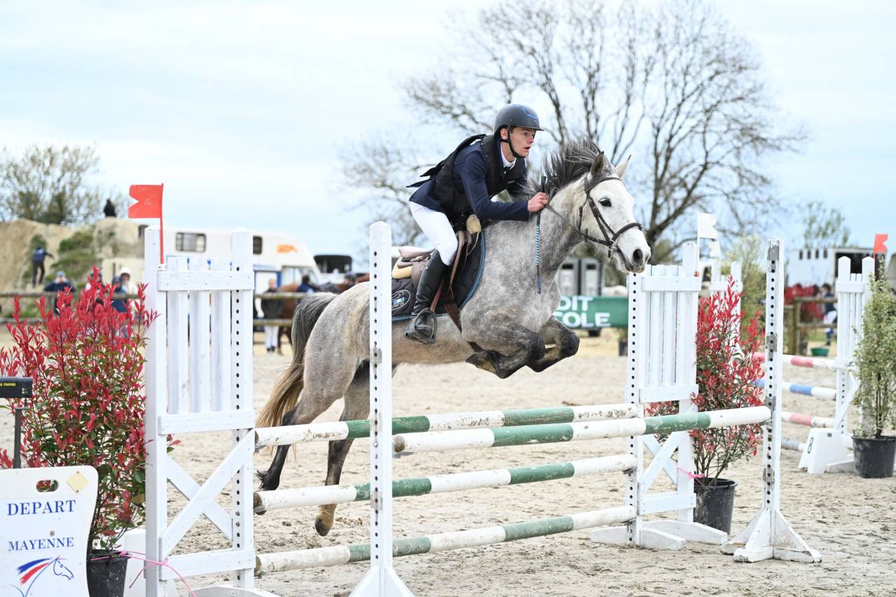 Yegua Origine Constat&eacute;e En venta 2020 Tordo