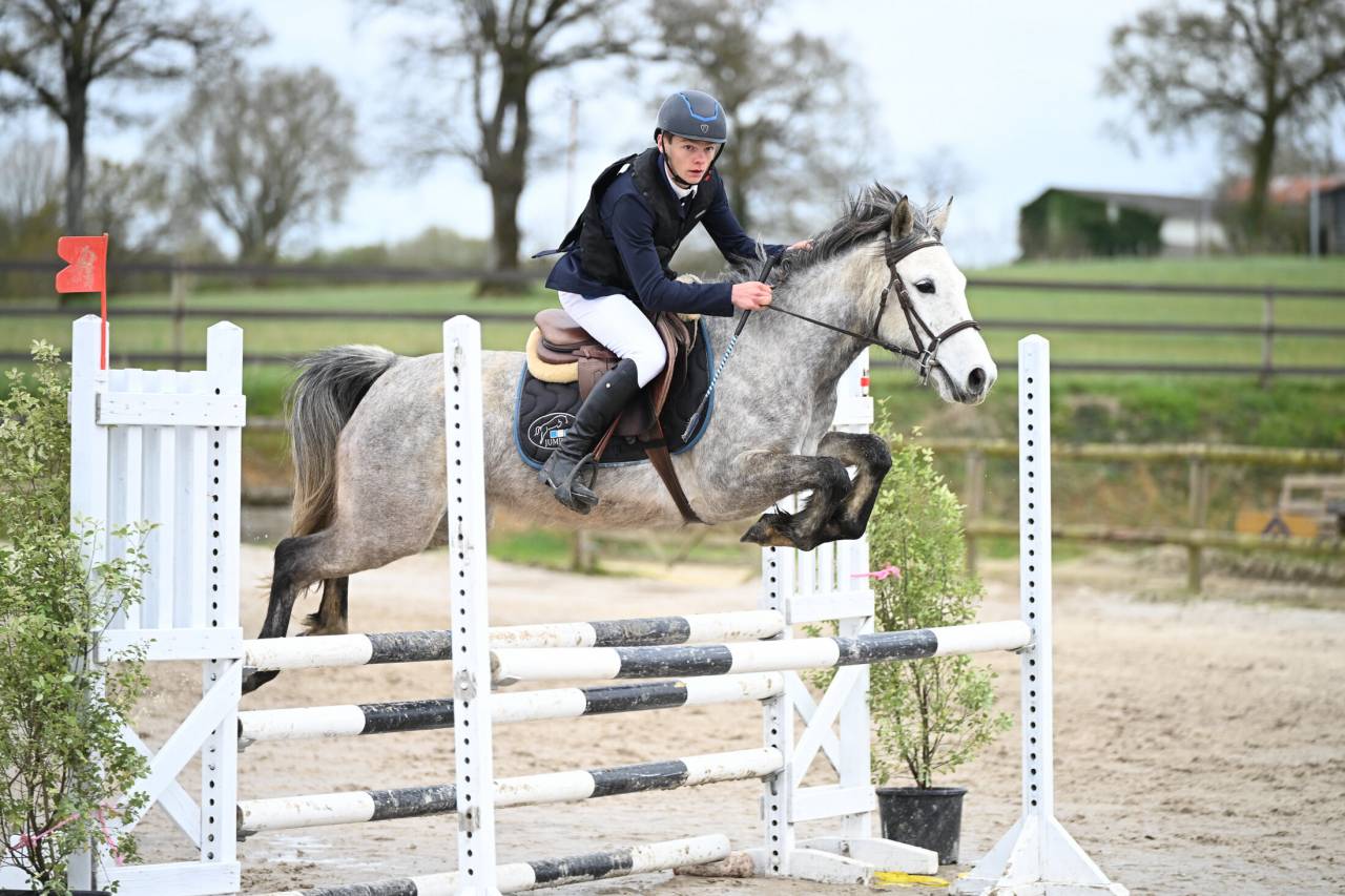 Yegua Origine Constat&eacute;e En venta 2020 Tordo