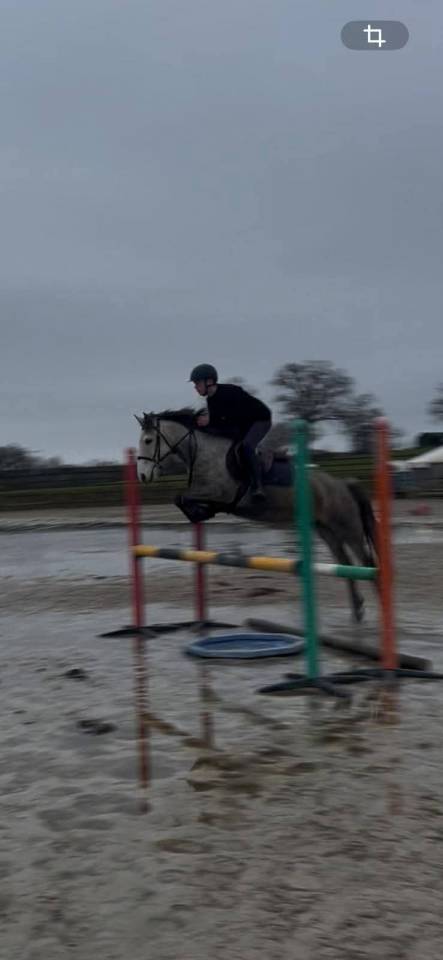 Yegua Origine Constat&eacute;e En venta 2020 Tordo