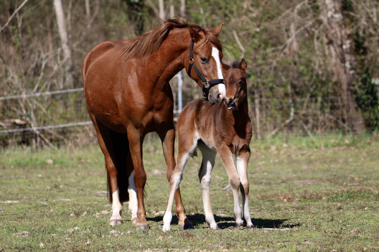 Potro PFS Poni Fran&ccedil;&eacute;s de Silla En venta 2026 Bayo moreno por RM Most Beautiful Boy
