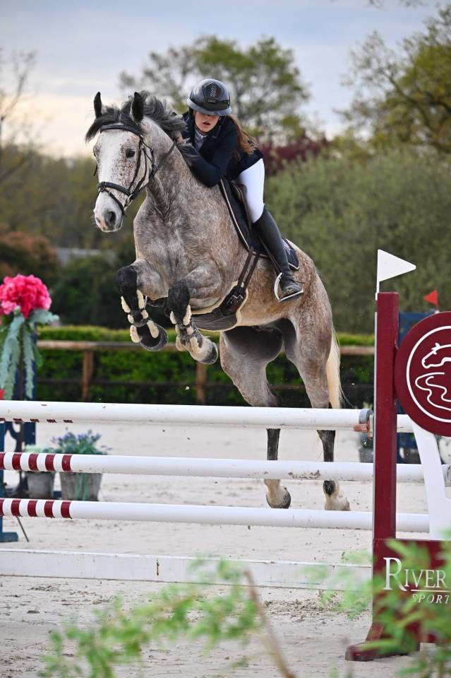 Caballo castrado Origine Constat&eacute;e En venta 2019 Otra capa por Cyrhus Paradise, SFA