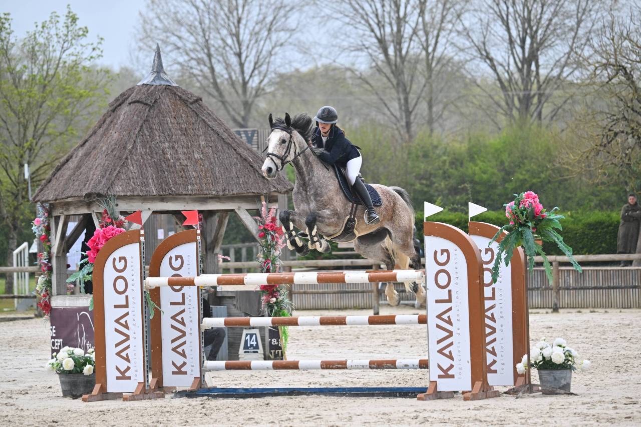 Caballo castrado Origine Constat&eacute;e En venta 2019 Otra capa por Cyrhus Paradise, SFA