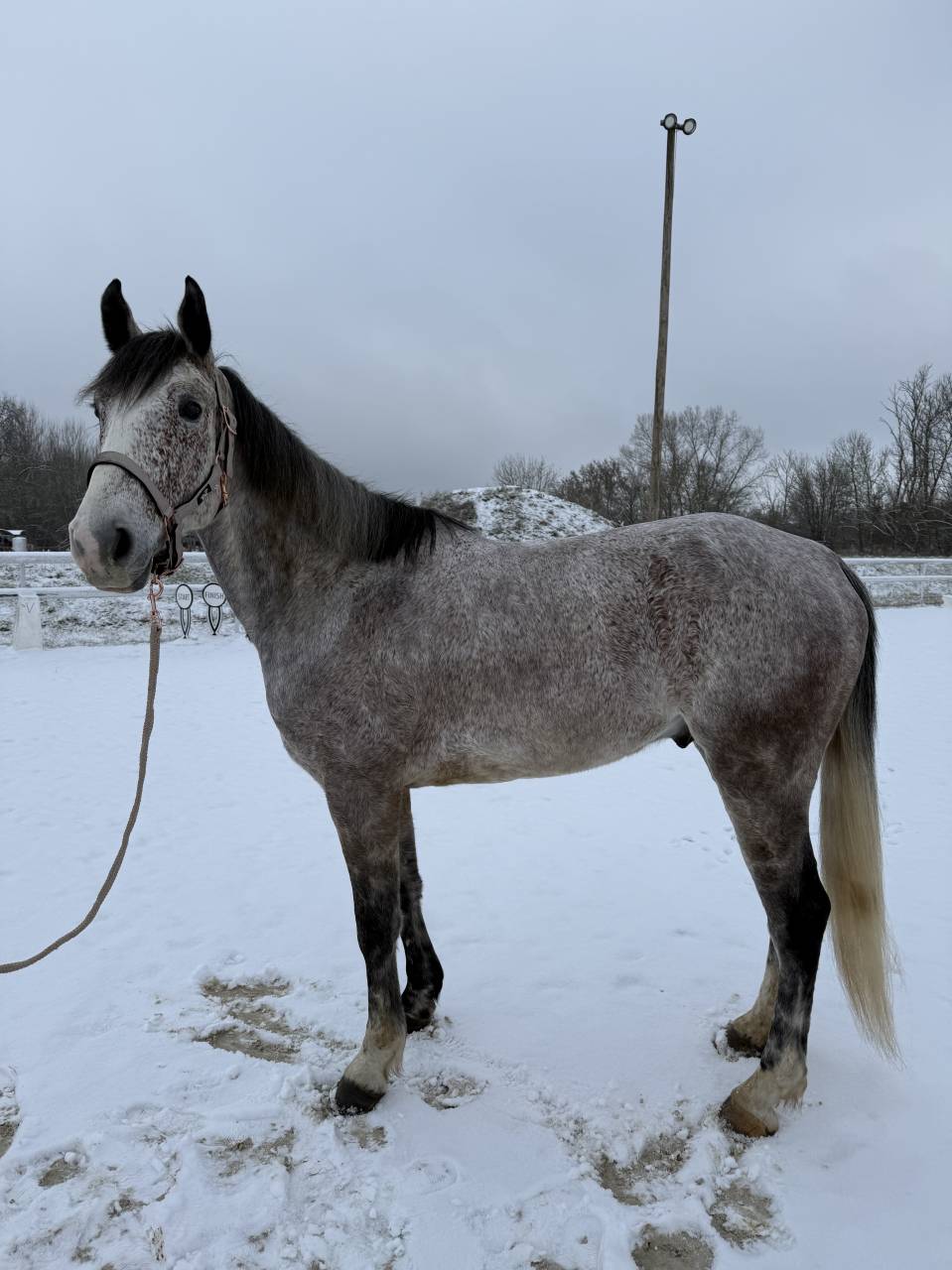 Caballo castrado Origine Constat&eacute;e En venta 2019 Otra capa por Cyrhus Paradise, SFA